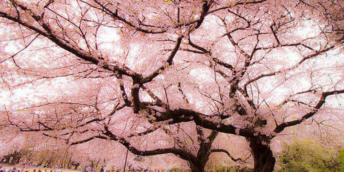y.gandenFlickr-1-1